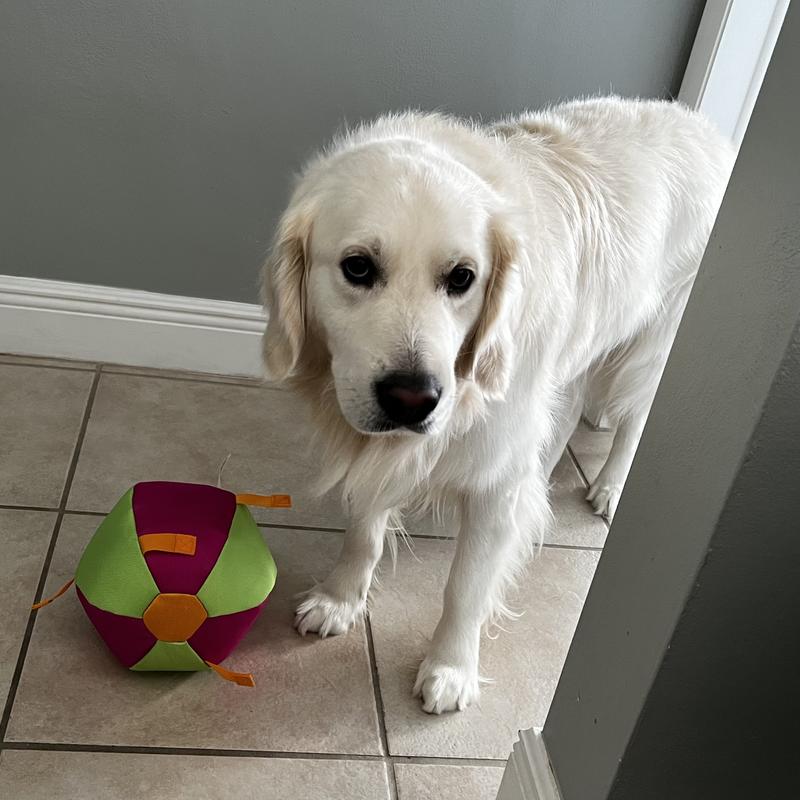 Golden Retriever next to toy (This toy is designed for small breed dogs)