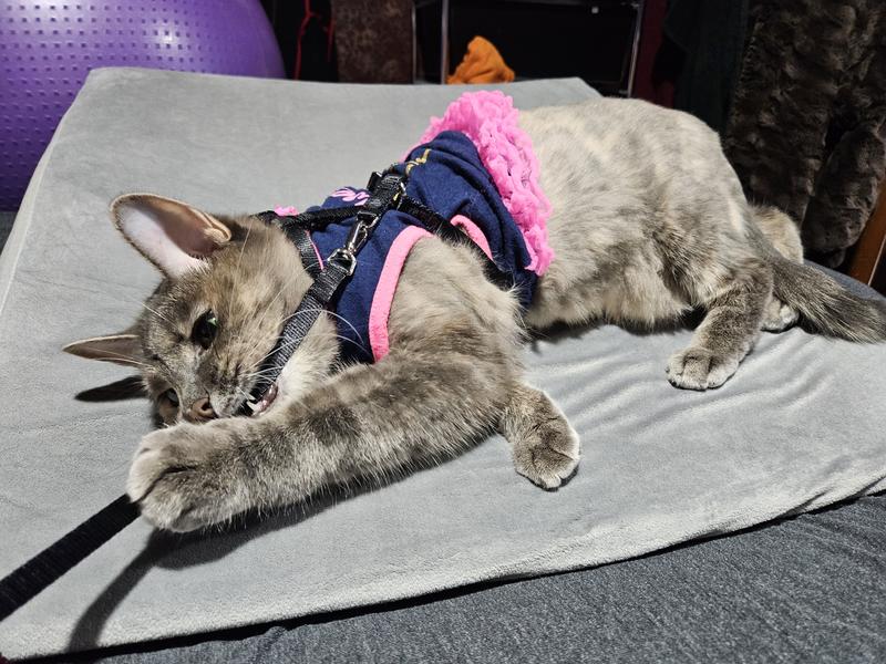 Boulderbarks  Cat Harnesses – boulderbarks