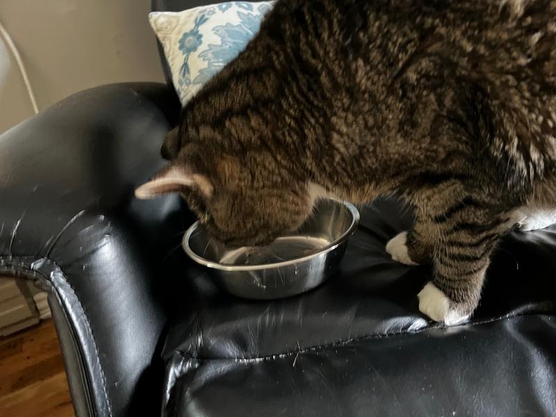Tiki Cat Silver Comfort Chicken & Chicken Liver Wet Recipe for Cats, 0.