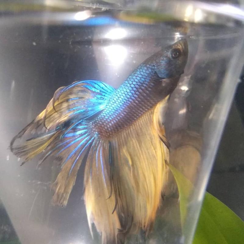 Male Paradise Betta For Sale Order Online Petco