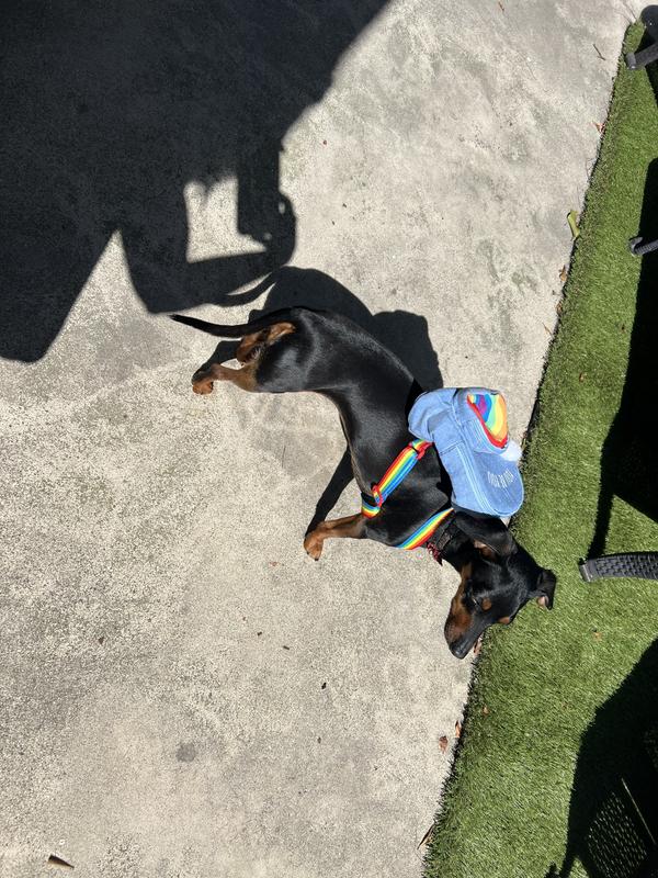 YOULY Pride Rainbow Dog Backpack for Small/Medium Dogs