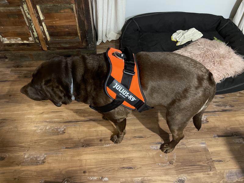 Julius k9 harness outlet orange