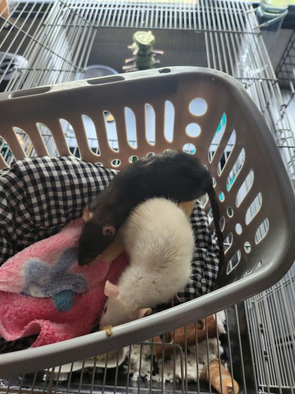 Fancy Rat for Sale - Live Small Pets