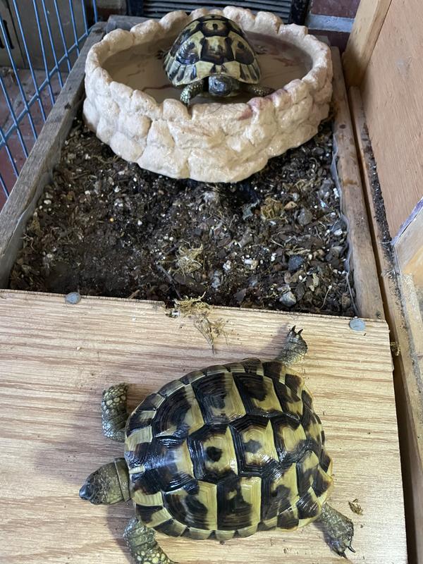 Tortoise Spa Time