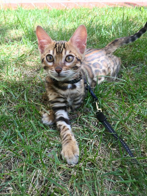 Whiskers