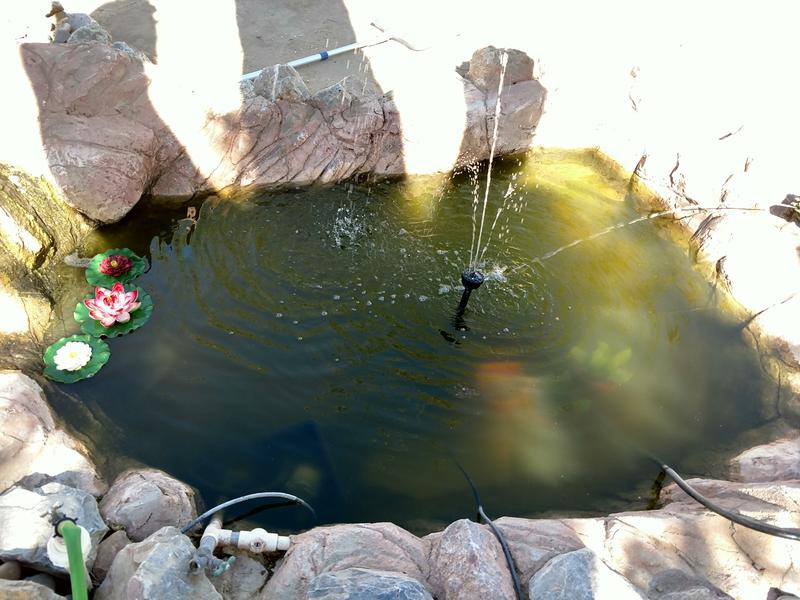 Koi pond