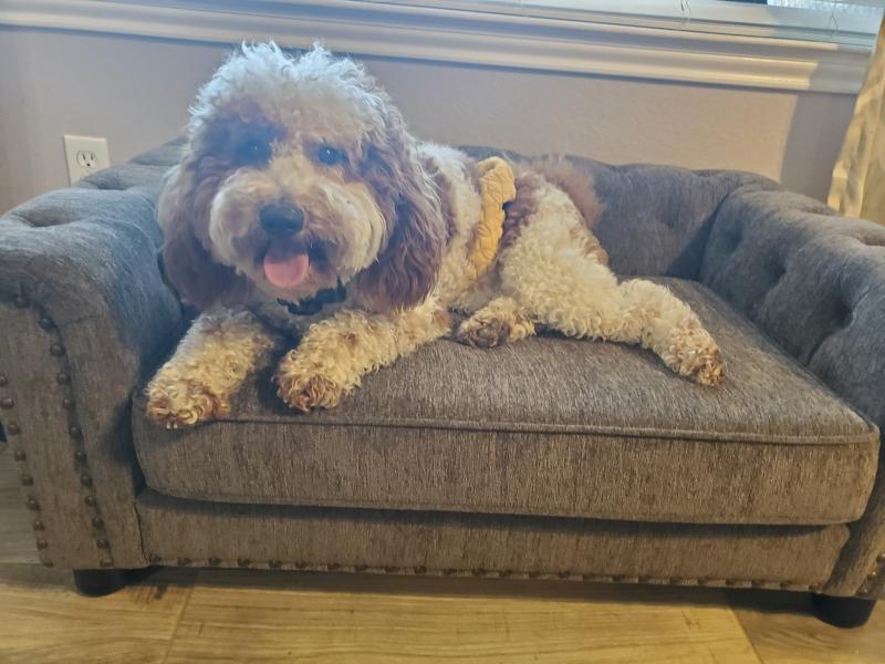 La-Z-Boy Franklin Dog Sofa with Pillow