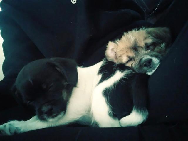 I am the black and white one!! The other one is my sister