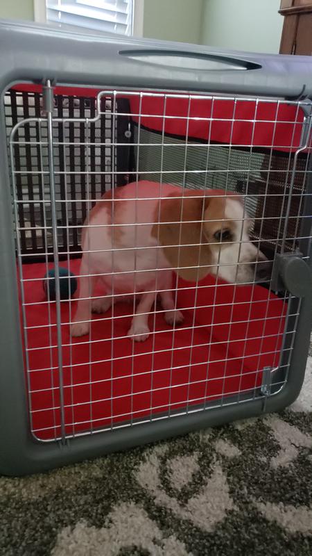 sport pet designs pop open dog kennel