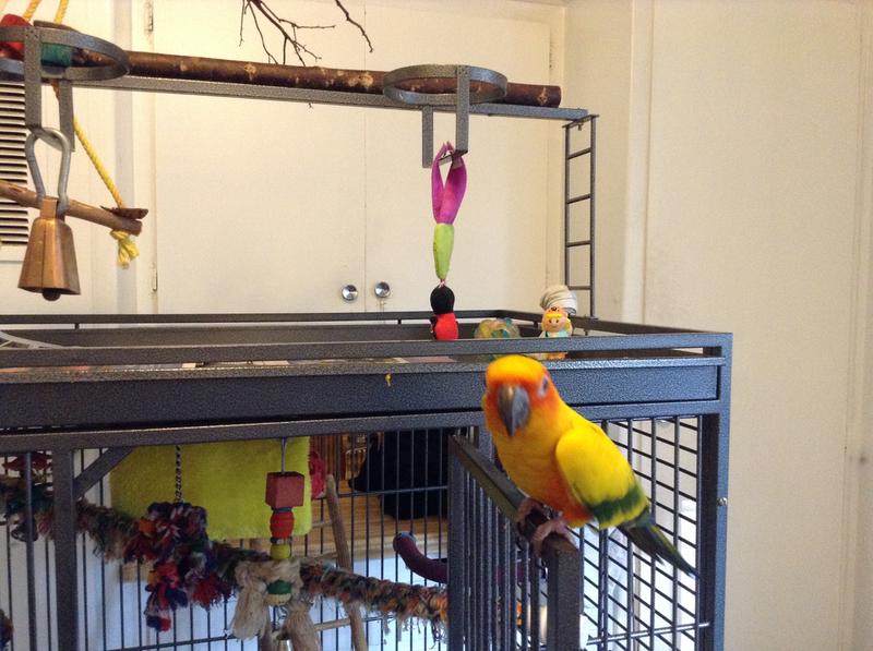 Where's my treat