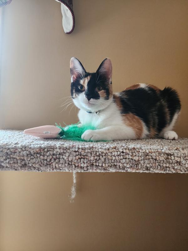 Tinkerbells