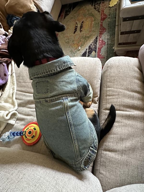 Sweet stylish pup