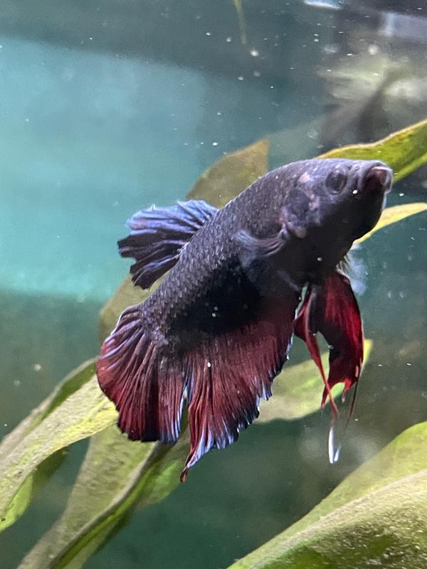 King betta best sale fish for sale