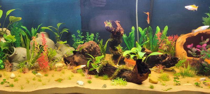 100-gallon light yellow aquarium - newly planted