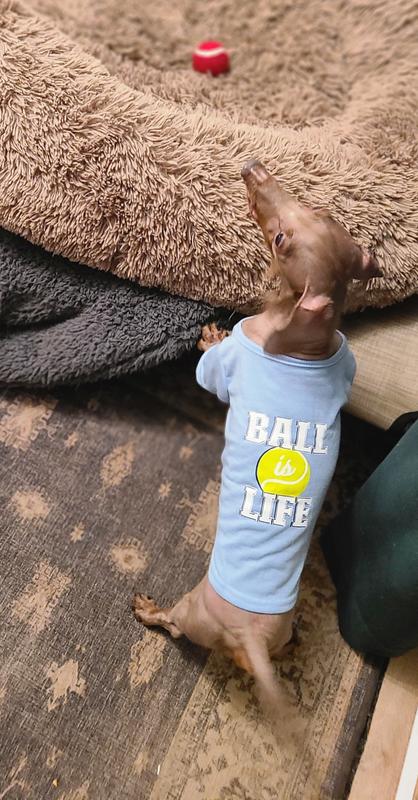 Ball in the house