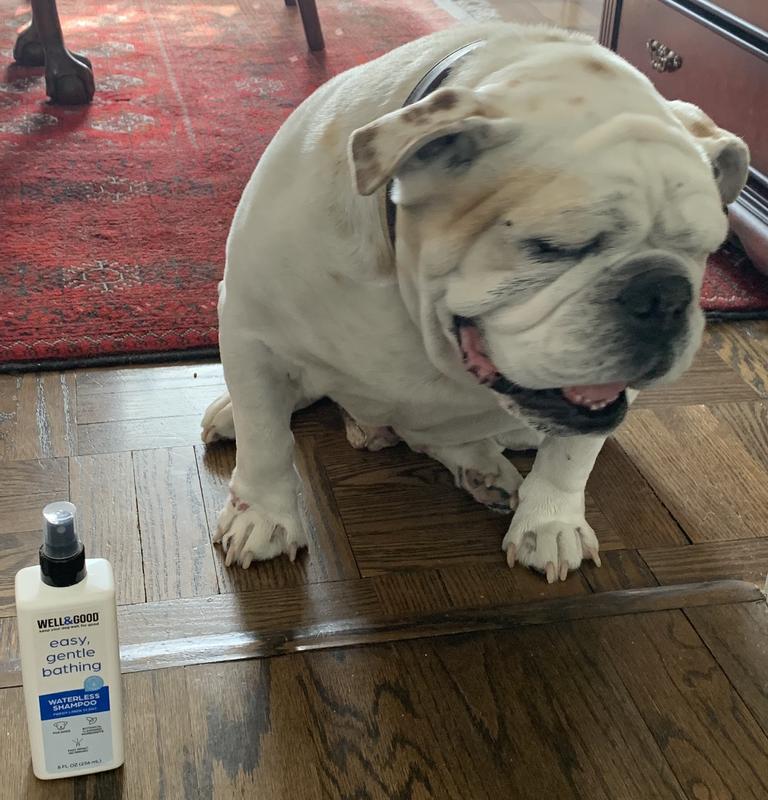 Best shampoo and cheap conditioner for english bulldogs