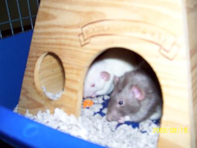 Enjoying their dinner