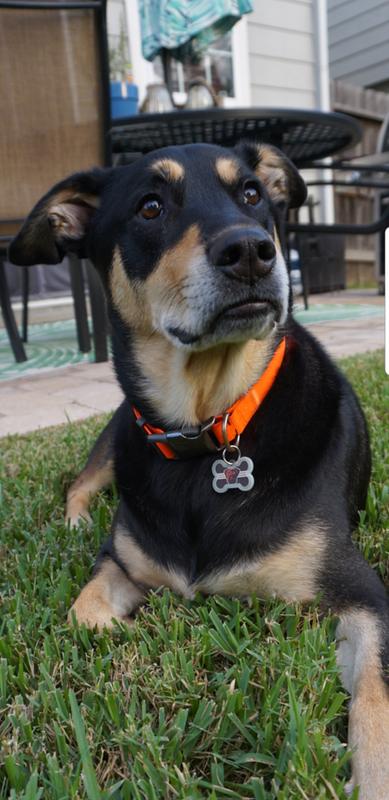 Quick-Tag Cleveland Browns NFL Bone Personalized Engraved Pet ID Tag