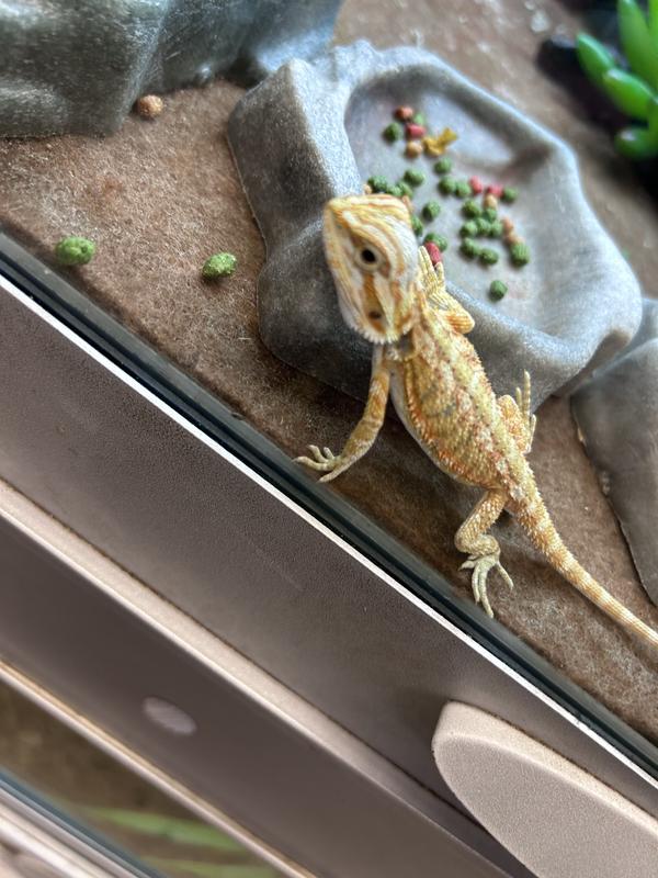 Bearded Dragons for Sale | Buy Live Bearded Dragons for Sale | Petco