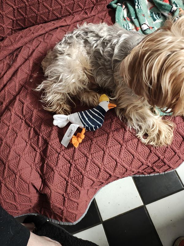 Rocco really enjoys playing with this bird!!