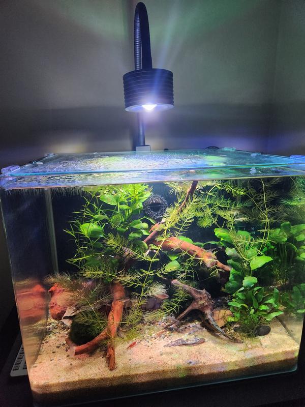 Imagitarium frameless freshwater aquarium kit sale