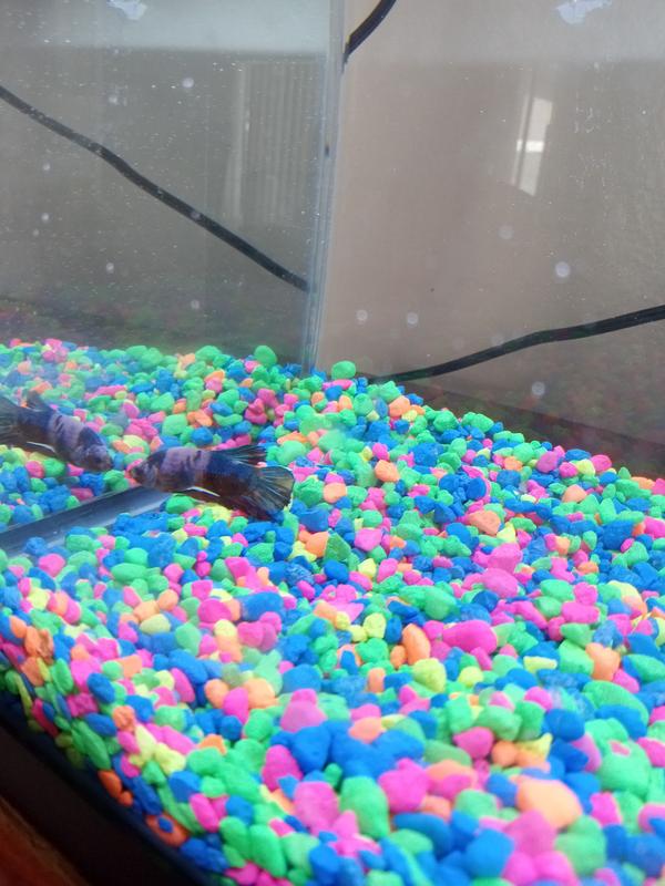 MY NEW TROPICAL FISH