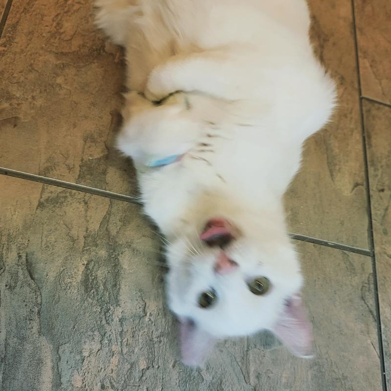 Bob