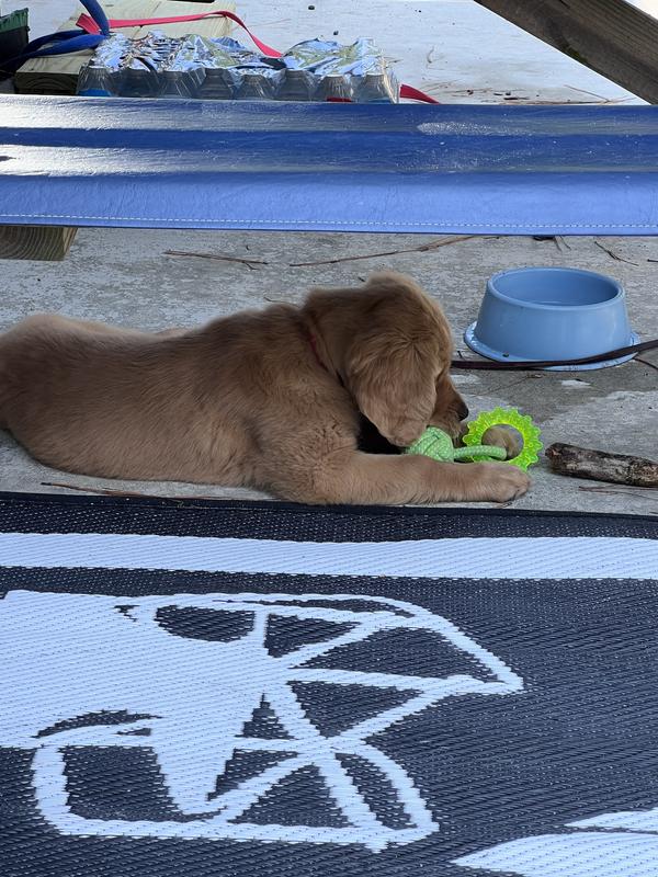 5 Reasons I Prefer The West Paw Toppl Over The Kong - My Brown Newfies