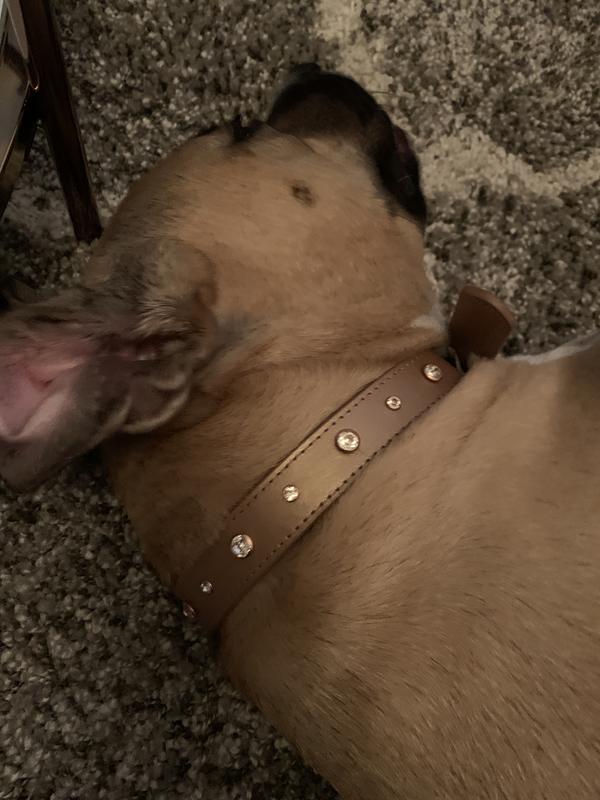 Bond and co cheap rose gold collar