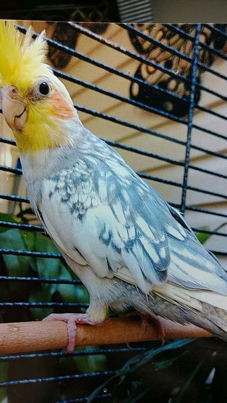 Izzy