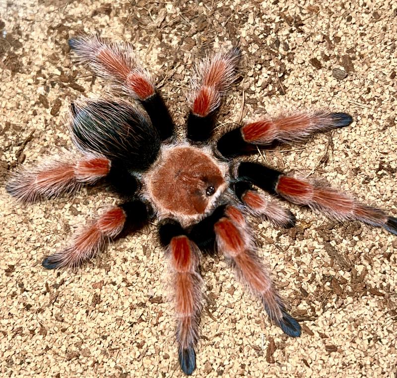 Pet stores near 2025 me that sell tarantulas