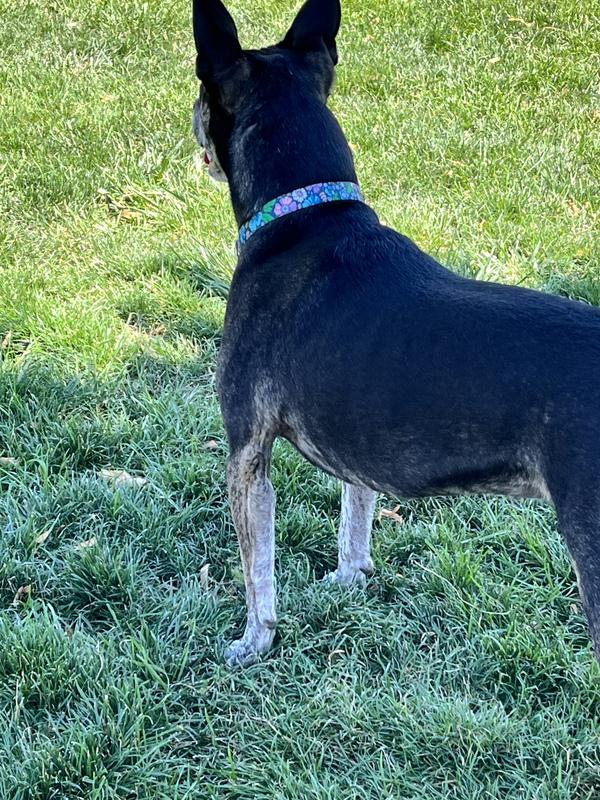 Showing off my new look to the other pups at the park