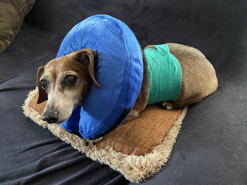 Bitter bandage hotsell for dogs