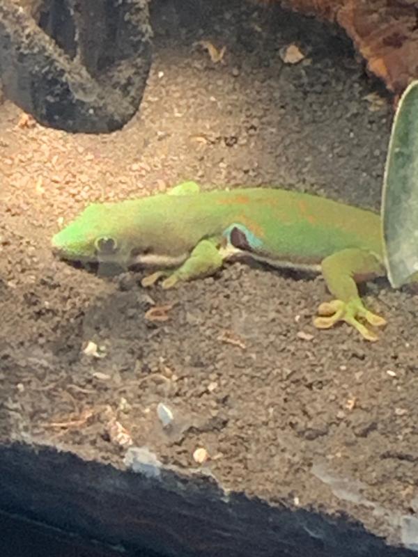 leopard gecko price petco