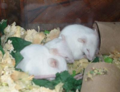 Sleepy Mice