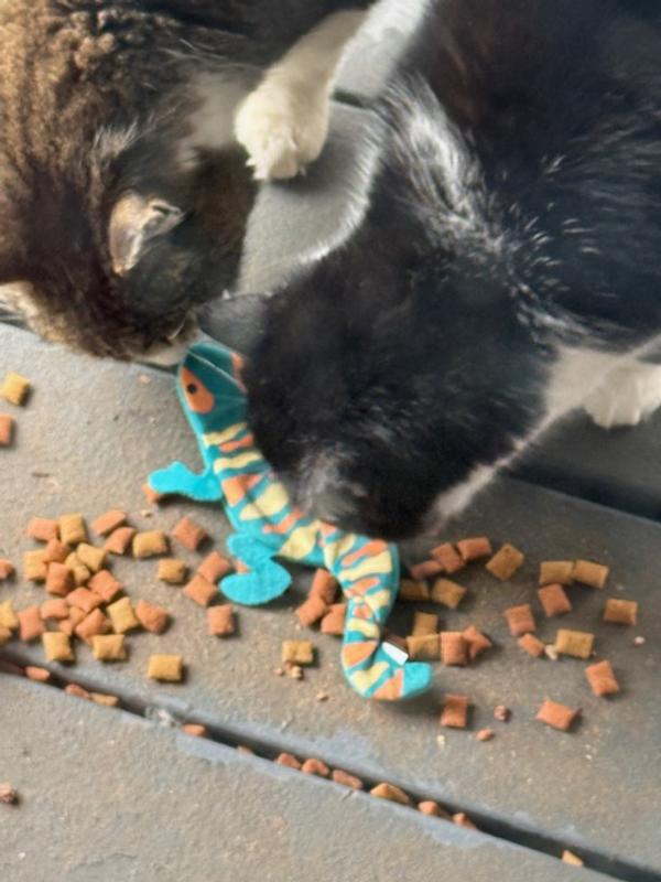 Inspection time! Charlie and Keebler checking out the new toy