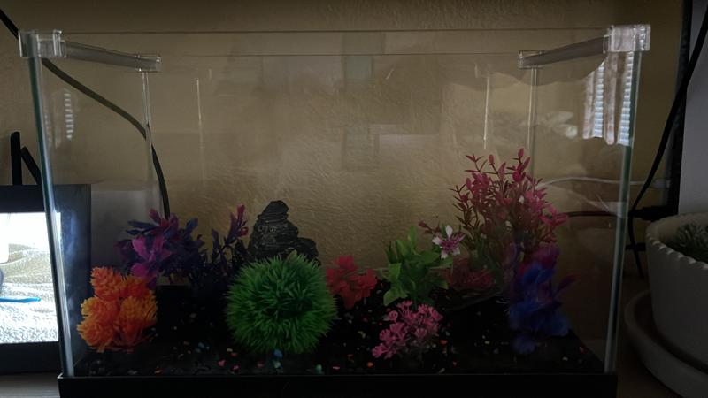 Aqueon 21 shop gallon frameless aquarium