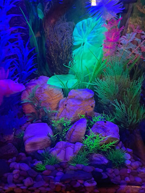 The green plants really POP under the blue LED light