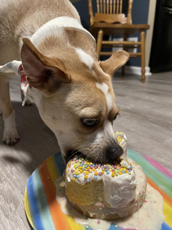 dogs eating cake