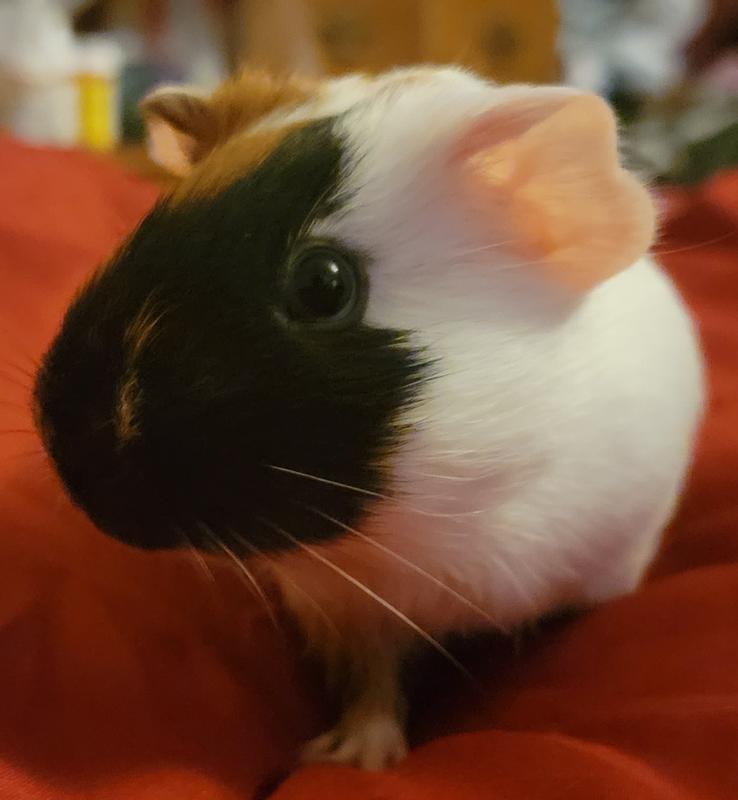 Pet Store Fail: Mom Buys Pregnant Guinea Pig