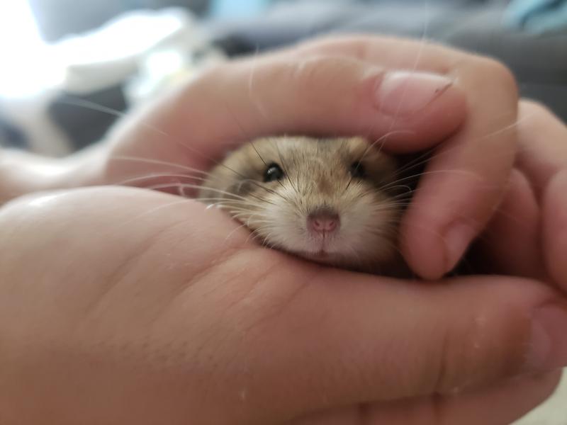 golden hamsters at petco