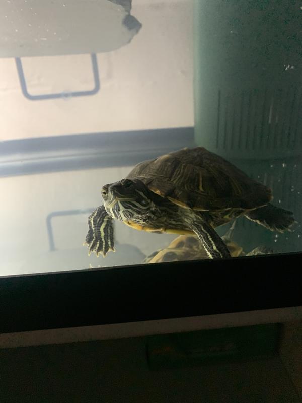 Red Eared Slider Turtles, Red Eared Slider for Sale