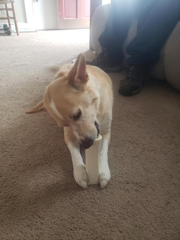 My pup Spencer loving his new Bone!