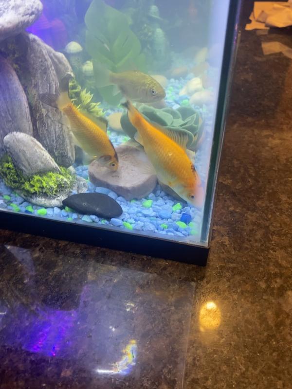 Tetra weekend feeder for sales