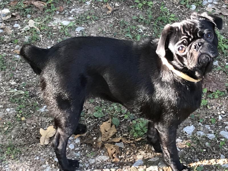 A little more apple & herd fragrance needed