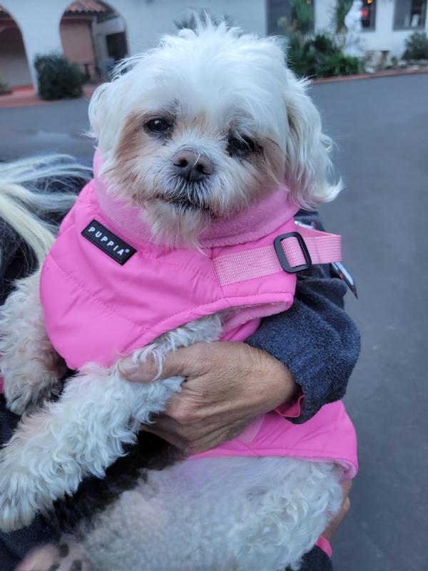 Cozy happy Pup!