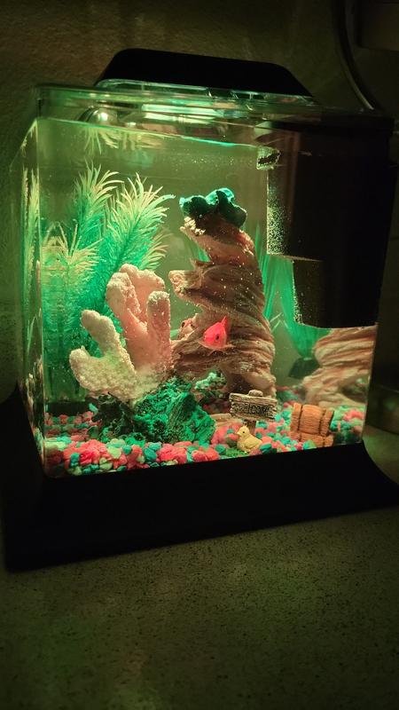 Goldfish