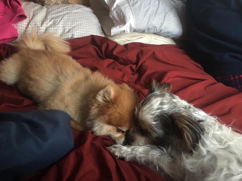 Kopper the pom and Katie the 8 month old parti yorkie :)