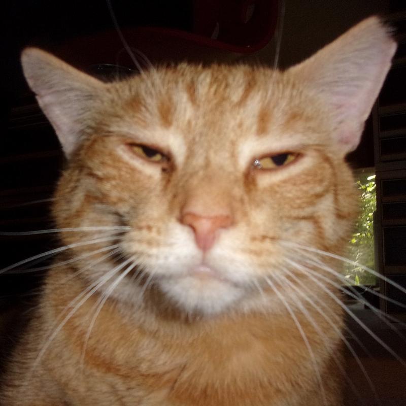 Redford Underfoot the Applaws Whitefish Dry Cat Food Eater