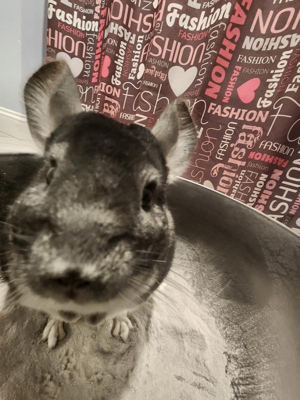 Chinchilla store price petco